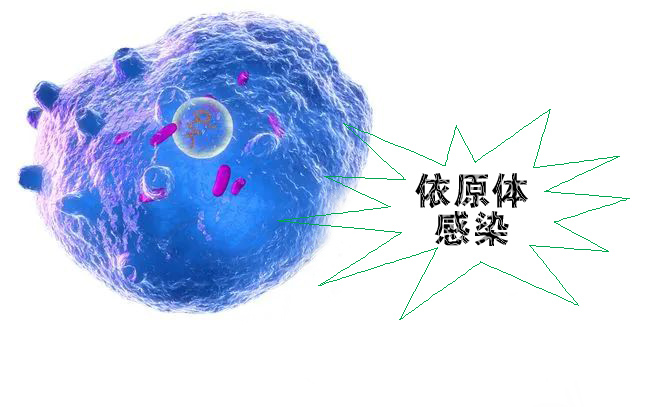 怎么不知不覺就感染了沙眼依原體呢？
